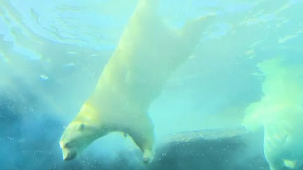 Polar bears swim in Winnipeg