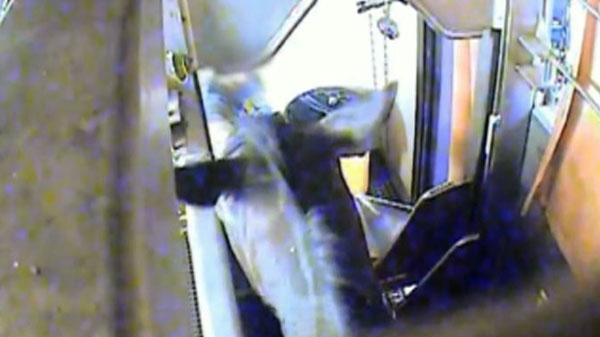 An image captured from a video showing how horses are stunned at a west Quebec slaughterhouse.