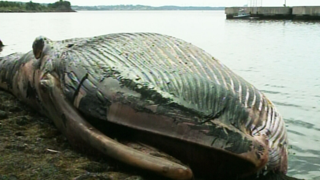 New whale carcass washes ashore in Nova Scotia