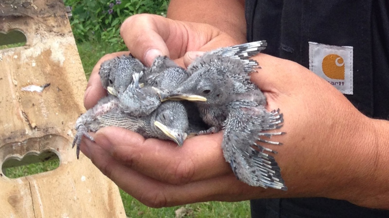 Peter Huszcz holds 5 baby purple martins