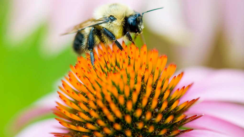 Bumblebee pollinates a flower