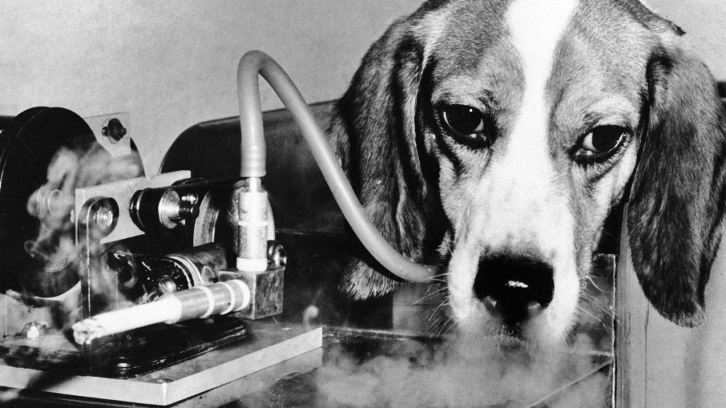Dog smokes in a 1966 experiment