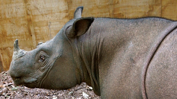 A Sumatran Rhino, named Puntung, is seen in her temporary enclosure in Tabin, Sabab state of Malaysia's corner of Borneo island in this photo taken Dec. 23, 2011 and released by Borneo Rhino Alliance. (Borneo Rhino Alliance / Abdul Hamid Ahmad)