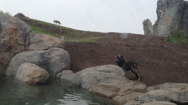 Wolves are shown in their enclosure at the Assiniboine Park Zoo on July 10, 2014.