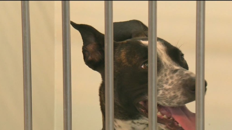 CTV Montreal: New animal shelter sorely needed 