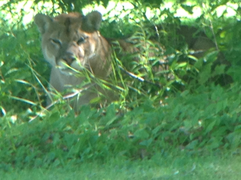 Police are investigating after a cougar was spotted northeast of Cobourg, Ont., on Tuesday night.