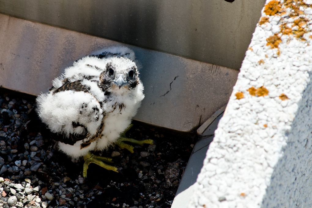 Hospital celebrates birth of rare falcon