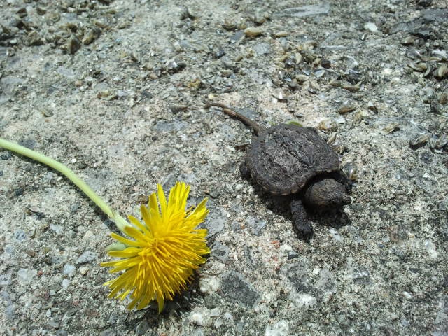 Newly-hatched snapping turtle