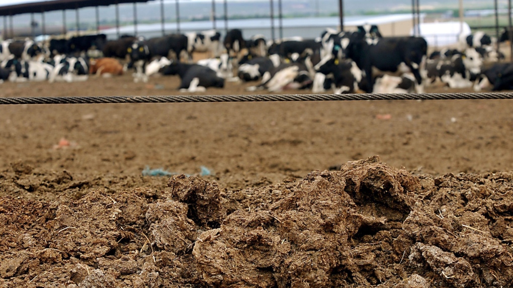 A council in the U.K. is using manure to keep away rowdy youths. (AP Photo/The La Cruces Sun-News, Norm Dettlaff)