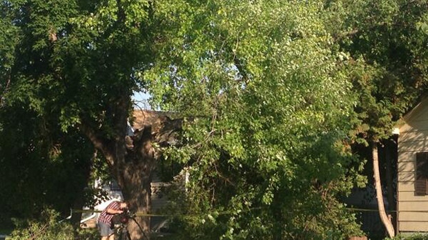 Tree limb falls on house on Regent Avenue