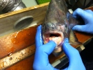 A pacu fish caught in Lake St. Clair in July, 2014 can be seen in this photo taken by the Michigan Department of Natural Resources.