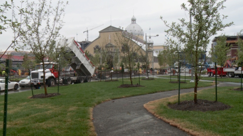 An apple tree orchard makes up part of the new green space at Lansdowne Park, July 15, 2014
