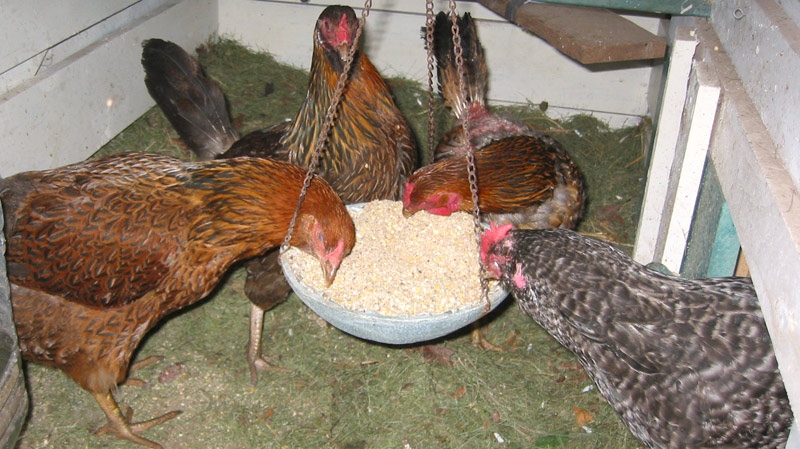 A group of chickens is seen in Guelph, Ont. on June 23, 2011. (Courtesy Krystyna Czernicki)