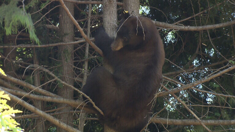 Bear climbs North Van tree