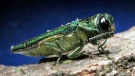 An undated file photo provided by the Minnesota Department of Natural Resources, shows an adult emerald ash borer. (AP Photo/Minnesota Department of Natural Resources, File)