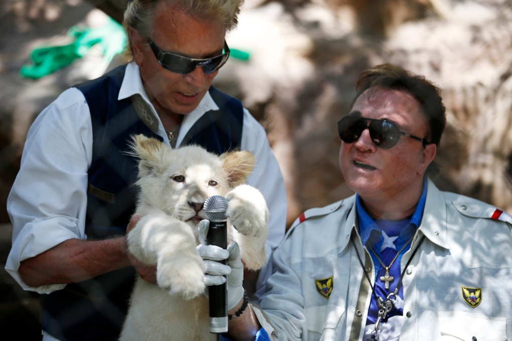 Siegfried and Roy welcome lion cubs to habitat