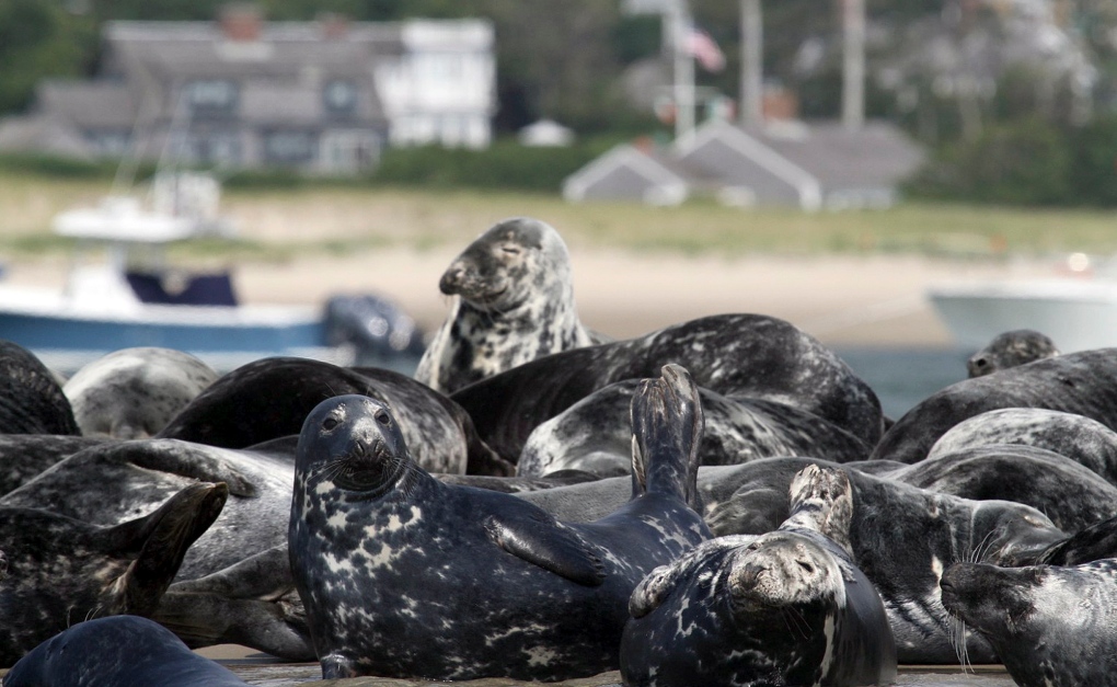 Greu seals on the shore in Chatham, Mass.