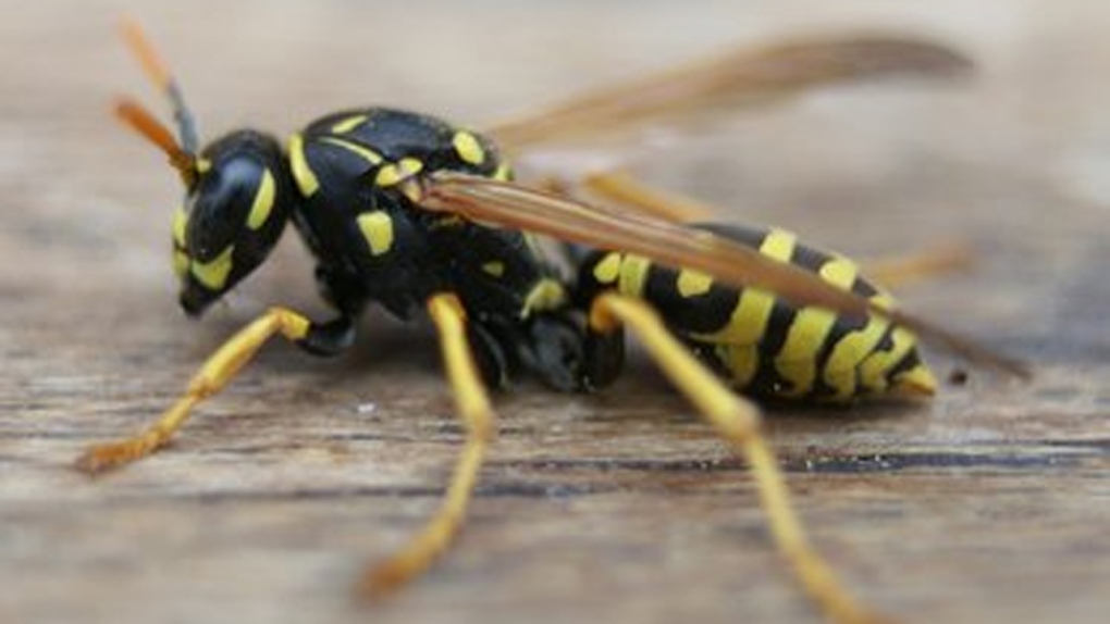 A wasp. image copyright creative commons