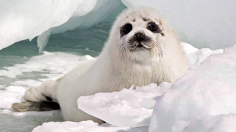 A young harp seal rests on the ice floes in the southern Gulf of St. Lawrence, Wednesday, March 25, 2009. (Andrew Vaughan / THE CANADIAN PRESS)