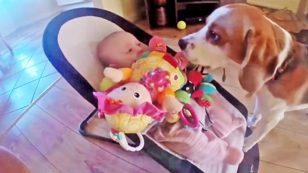 Dog steals toy from baby then apologizes