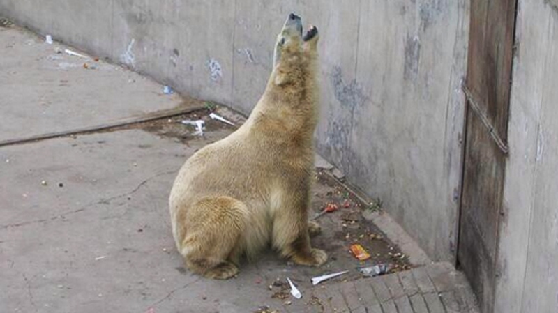 Arturo the polar bear is seen here in a photo by S