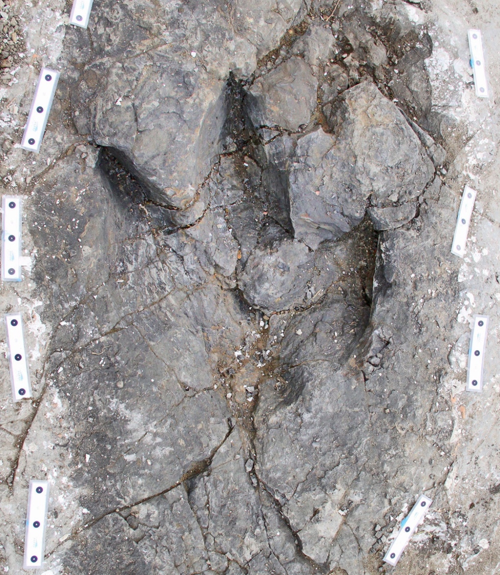 T-Rex footprints in northeastern B.C. 