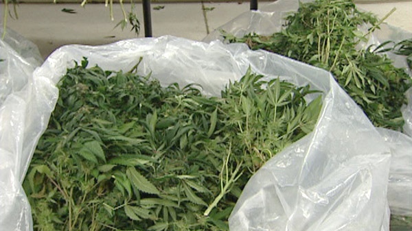 Police display the marijuana plants seized a day after raids on two grow-ops in Guelph, Ont., Friday, Jan. 6, 2012.