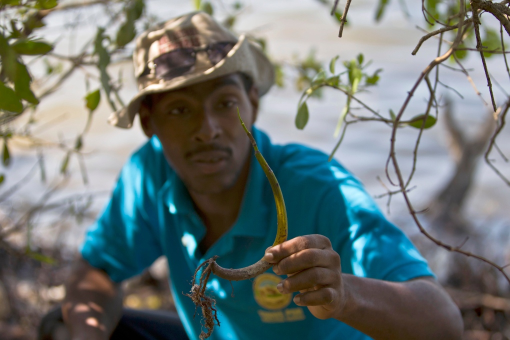 Cuban mangrove scientist