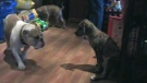 paws r us adoption, quebec puppy mill