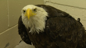 Eagle has 4-inch skewer removed from its stomach