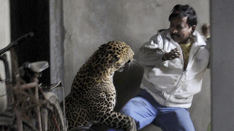 In this photo taken Saturday, Jan. 7, 2012, a wild full grown leopard attacks a man after wandering into a residential neighborhood in Gauhati, in the northern state of Assam, India. 