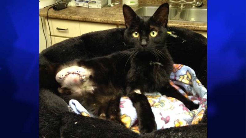 A cat's leg had to be amputated after it was found with twine tied to a weight attached to its leg. It is seen recovering at the London Humane Society on Monday, July 28, 2014. (Celine Moreau / CTV London)
