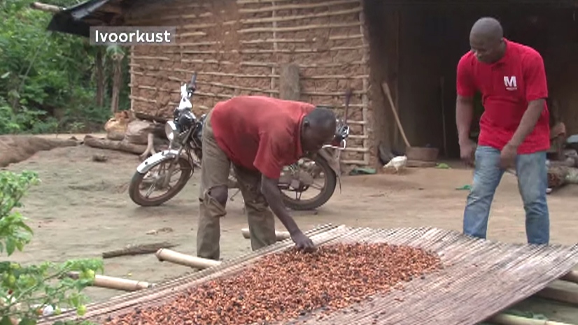 Ivory coast cocoa bean farmer Alfonse