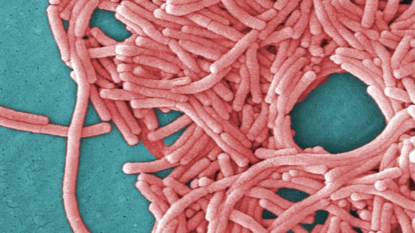 This 2009 colorized 8000X electron micrograph image provided by the Centers for Disease Control and Prevention shows a large grouping of Gram-negative Legionella pneumophila bacteria. (THE CANADIAN PRESS/AP-Janice Haney Carr)