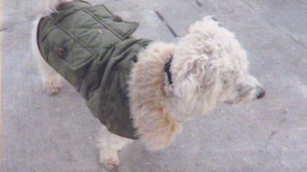 Rocky, a three-year-old Bichon-Poo, is believed to have been killed by a coyote in a Cambridge, Ont. conservation area.