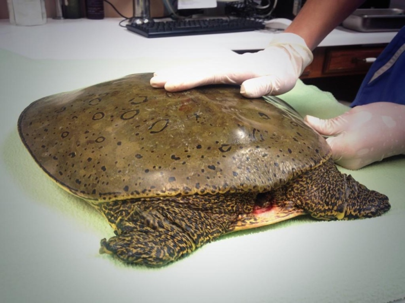 A Spiny Softshell Turtle is recovering, following surgery on Thursday, July 31, 2014 in Windsor, Ont., to remove a hook that got lodged in the reptile's throat. (Sacha Long/ CTV Windsor)