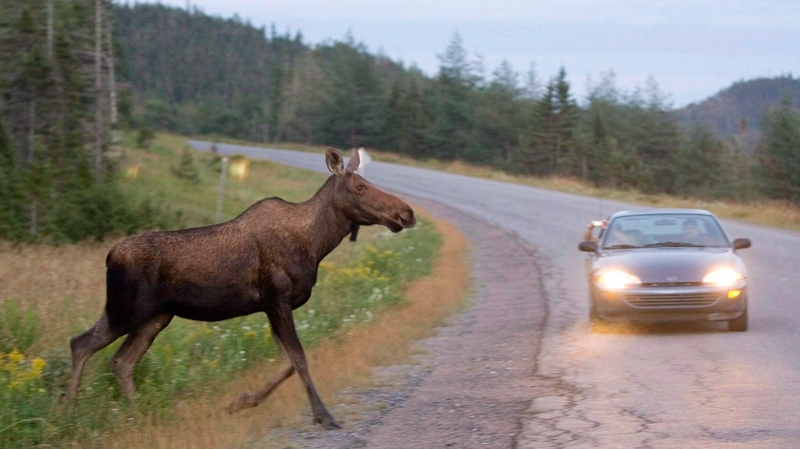 A moose runs in front of a car as it crosses the road in Gros Morne National Park in N.L. Tuesday, Aug. 14, 2007. (Jonathan Hayward  / THE CANADIAN PRESS)