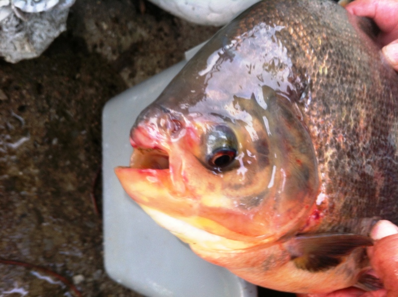 The pacu fish Donald Poisson caught on July 29, 2014, in the Belle River can be seen in this photo. (Pamela Anhorn)
