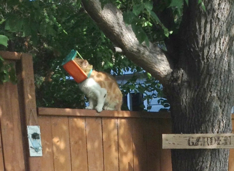 Butterscotch cat with head stuck
