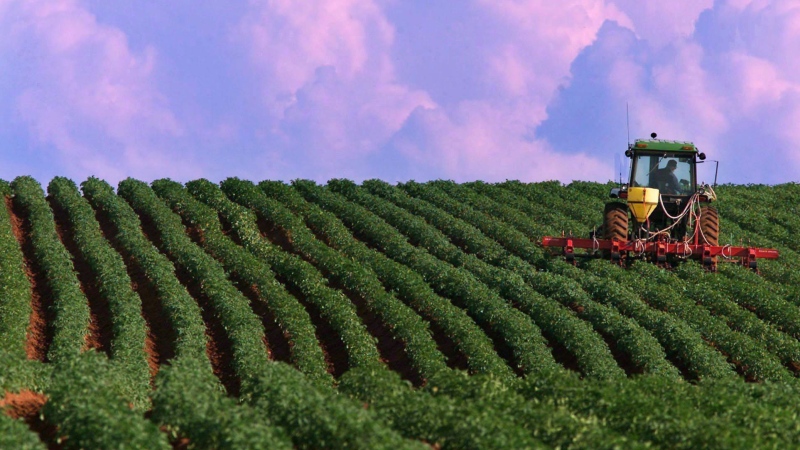 A farmer works a potato field in North Tryon, P.E.I. in this July 13, 2000 photo. (The Canadian Press / Andrew Vaughan)