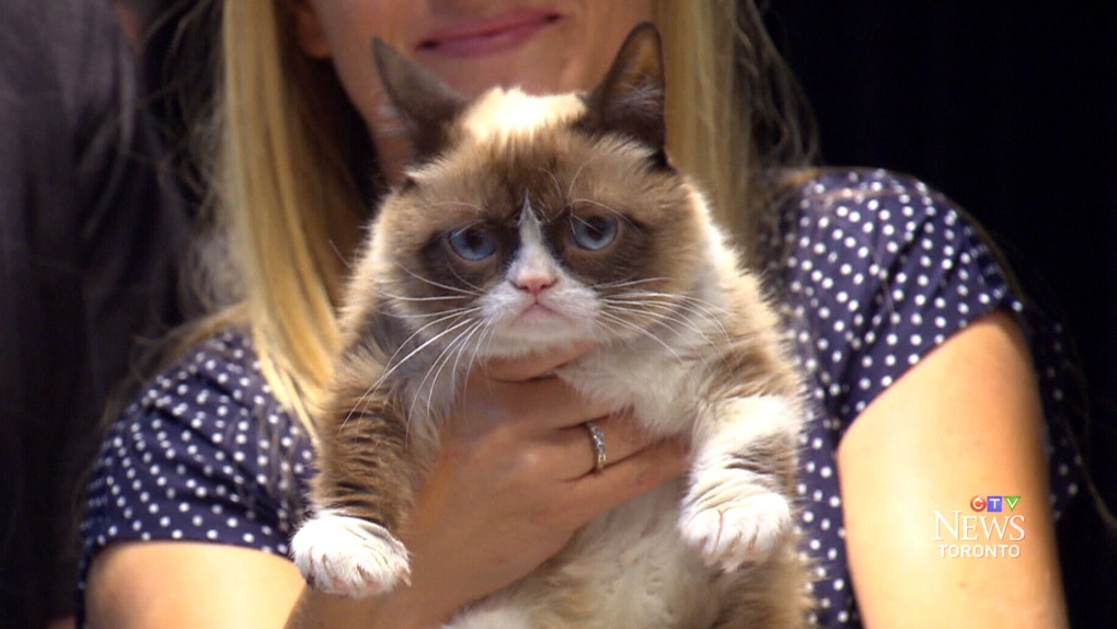 CTV Toronto: Grumpy Cat comes to Toronto