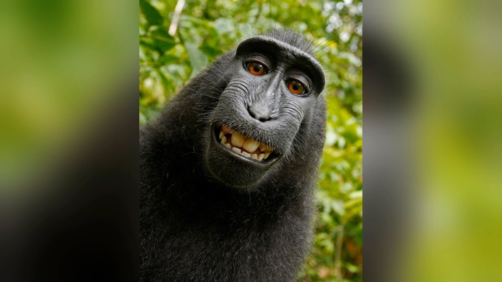 Monkey's selfie causing copyright conundrum