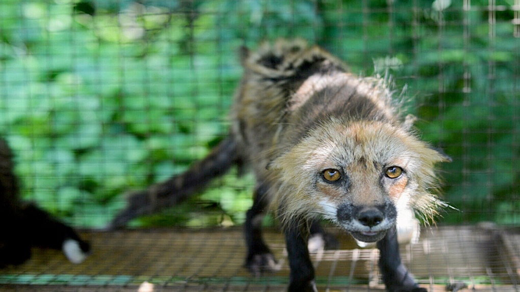 A mistreated fox found by the SPCA on a farm in the Monteregie.