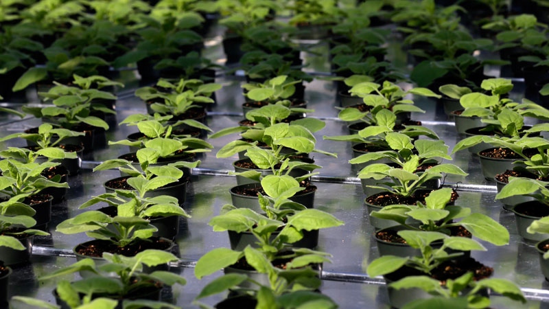 A unique strain of tobacco plant grows at Medicago USA, Inc. in Research Triangle Park, N.C. on Thursday, Aug. 14, 2014. (AP Photo/ Gerry Broome)
