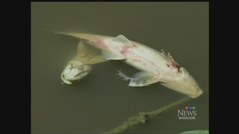 Dead fish are seen along the banks of the Belle River on Friday, Aug. 15, 2014. 