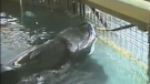 Tilikum is seen in a 31-foot pen at Sealand in Victoria, B.C. in footage unearthed through an access to information request. 