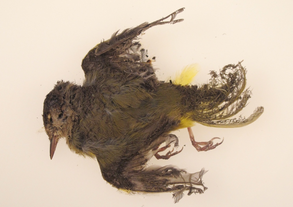A burned bird at a Calif. solar plant