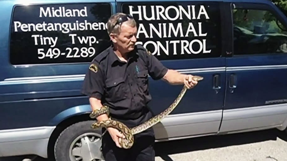 CTV Barrie: Large python  surprises Midland family