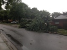 A downed tree is seen in south Windsor, Ont. on Tuesday, Aug. 19, 2014. (Rich Garton / CTV Windsor)
