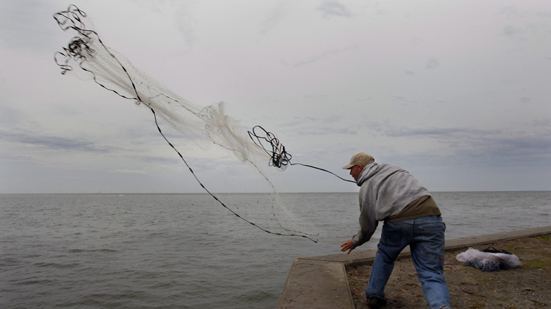 Sam Henry, 26, hoists his net while fishing for sheep head on the sea wall at Northshore Park, Wednesday, Jan. 11, 2012 in St. Petersburg, Fla. (AP Photo/Tampa Bay Times, Dirk Shadd)